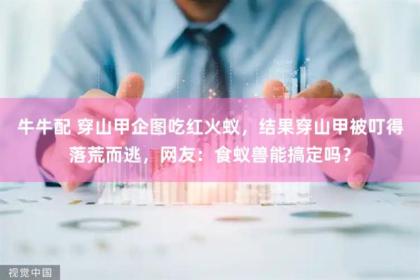 牛牛配 穿山甲企图吃红火蚁，结果穿山甲被叮得落荒而逃，网友：食蚁兽能搞定吗？